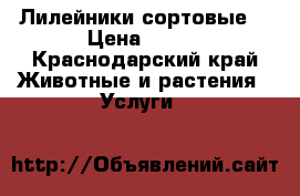 Лилейники сортовые  › Цена ­ 450 - Краснодарский край Животные и растения » Услуги   